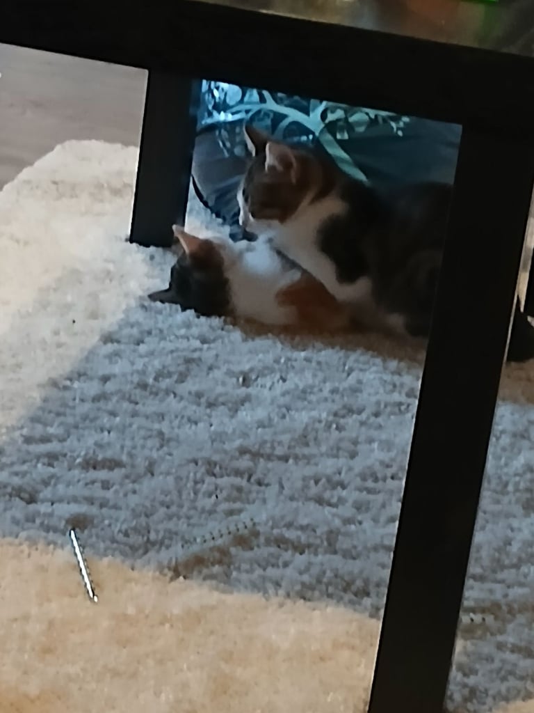 Boy and girl kittens 