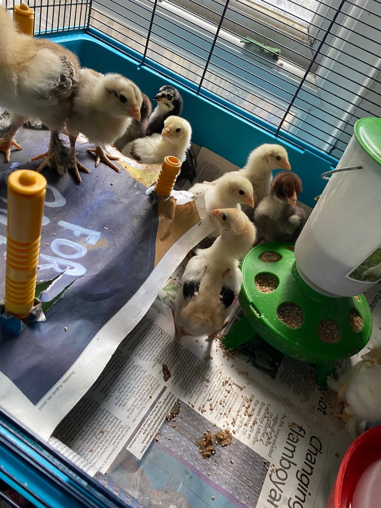 4 Aseel chicks and 2 Brahma chicks for sale