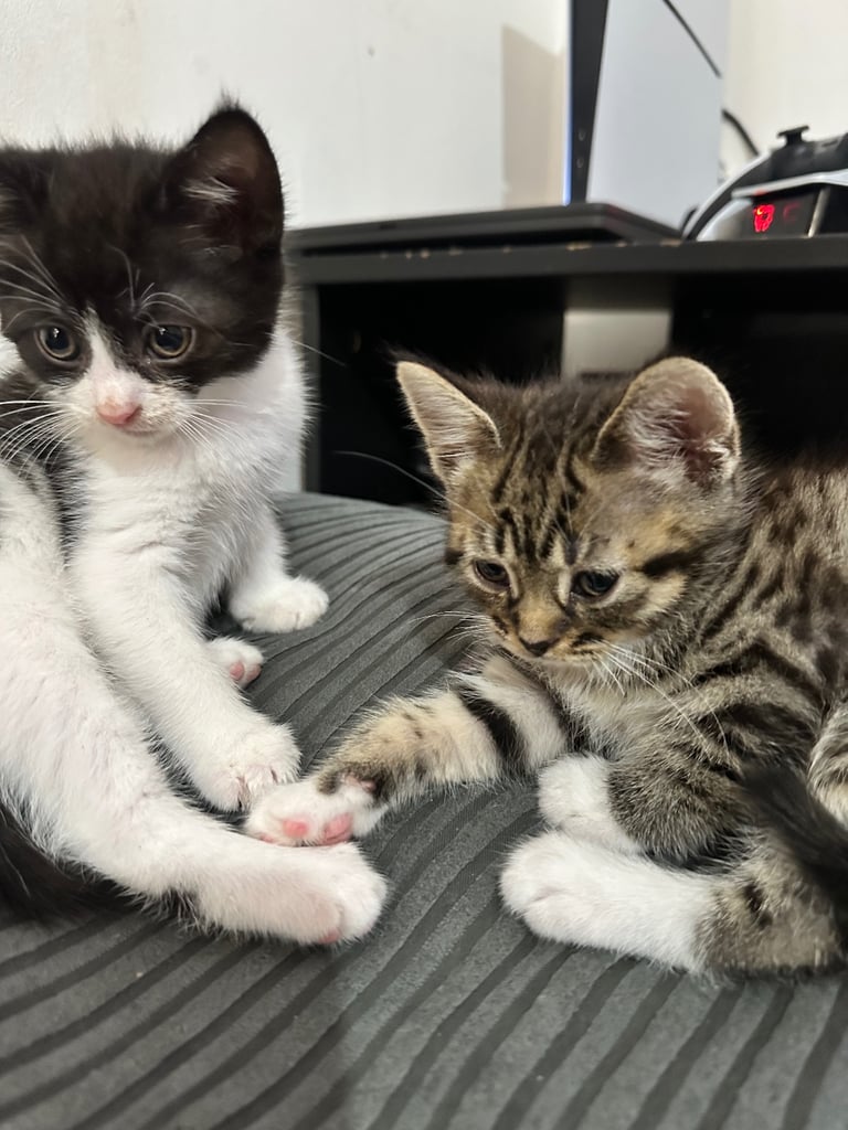 🐾 Adorable Kittens Ready for Their Forever Homes! 🏡