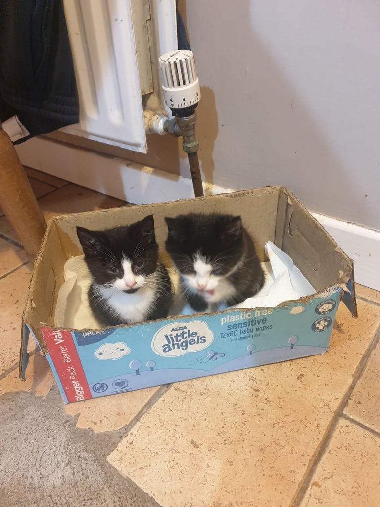 3 little kittens ready to leave toilet trained 