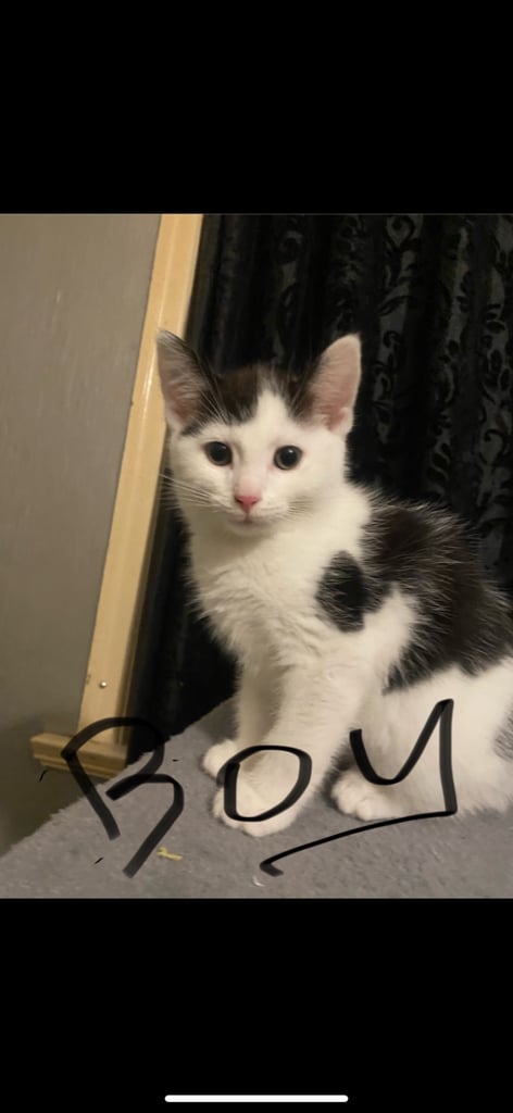 image for Kittens for sale 