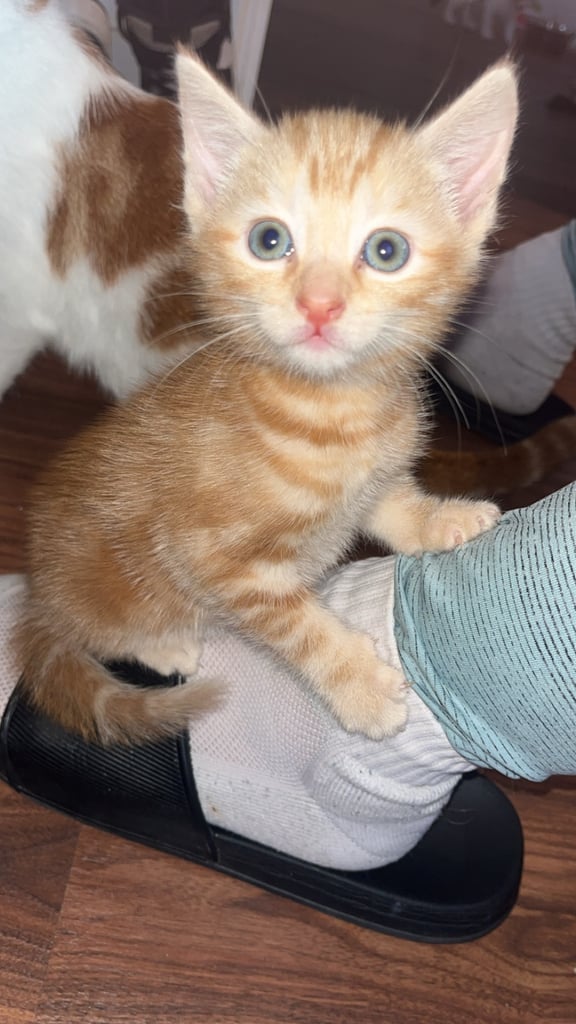 adorable kittens for sale 
