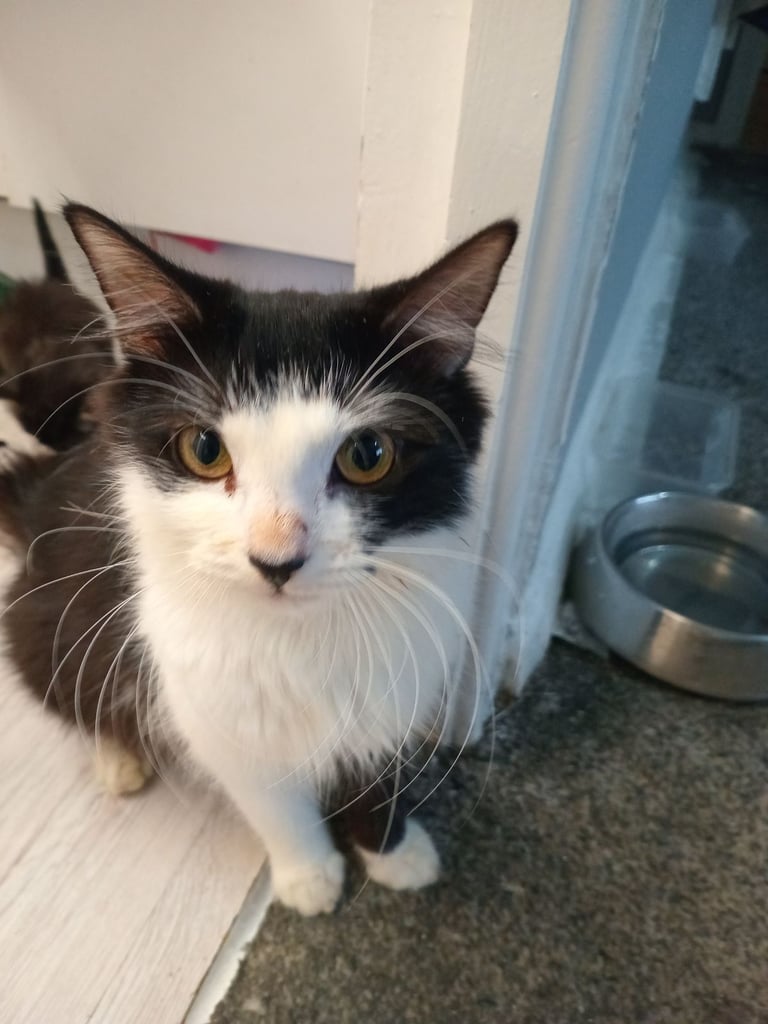 Mum needing a new home 