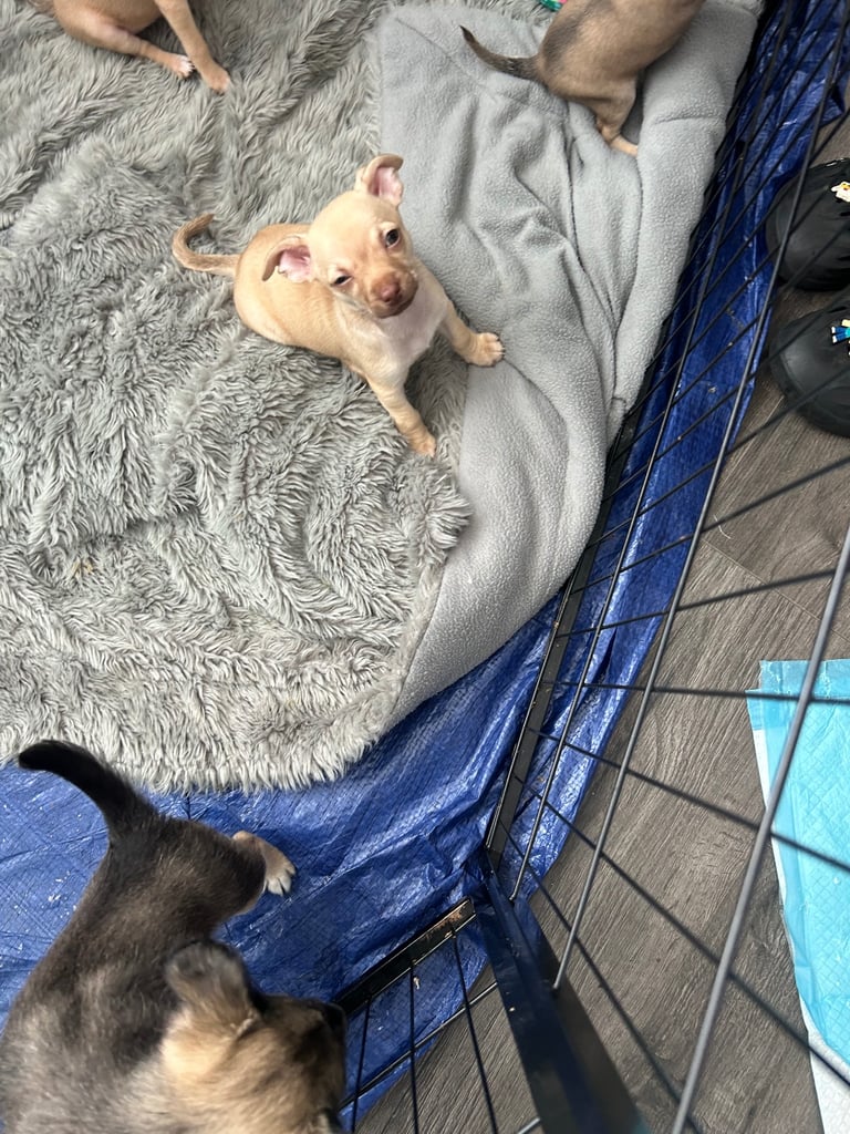 9 week Chihuahua puppies