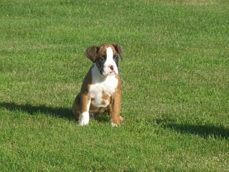 Beautiful Boxer's puppies 