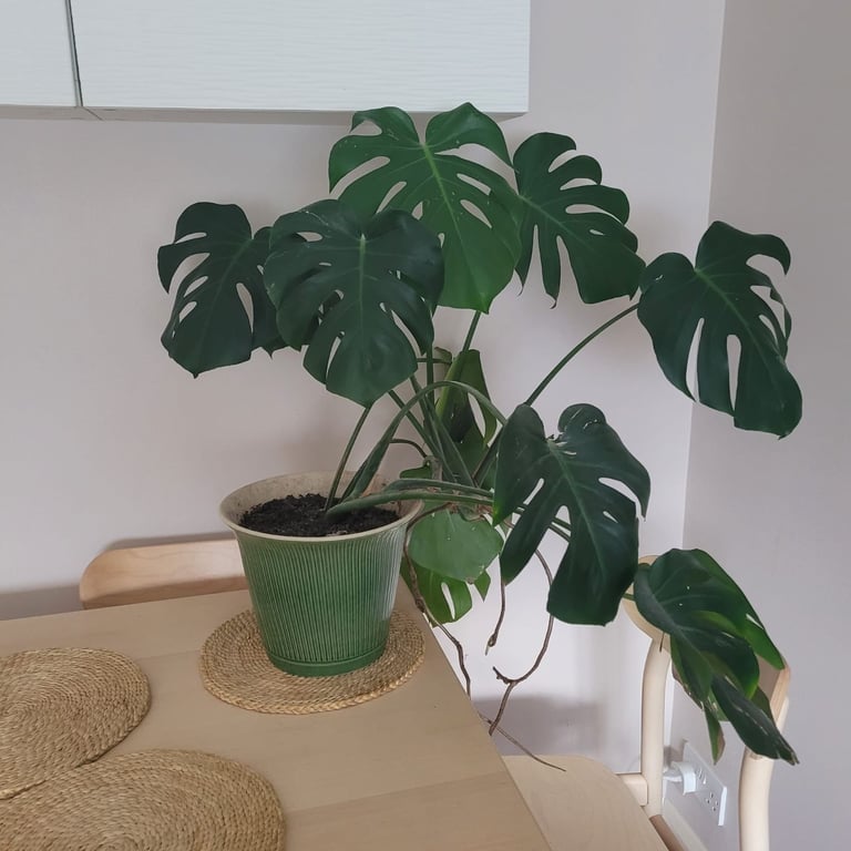Large Monstera Plant 