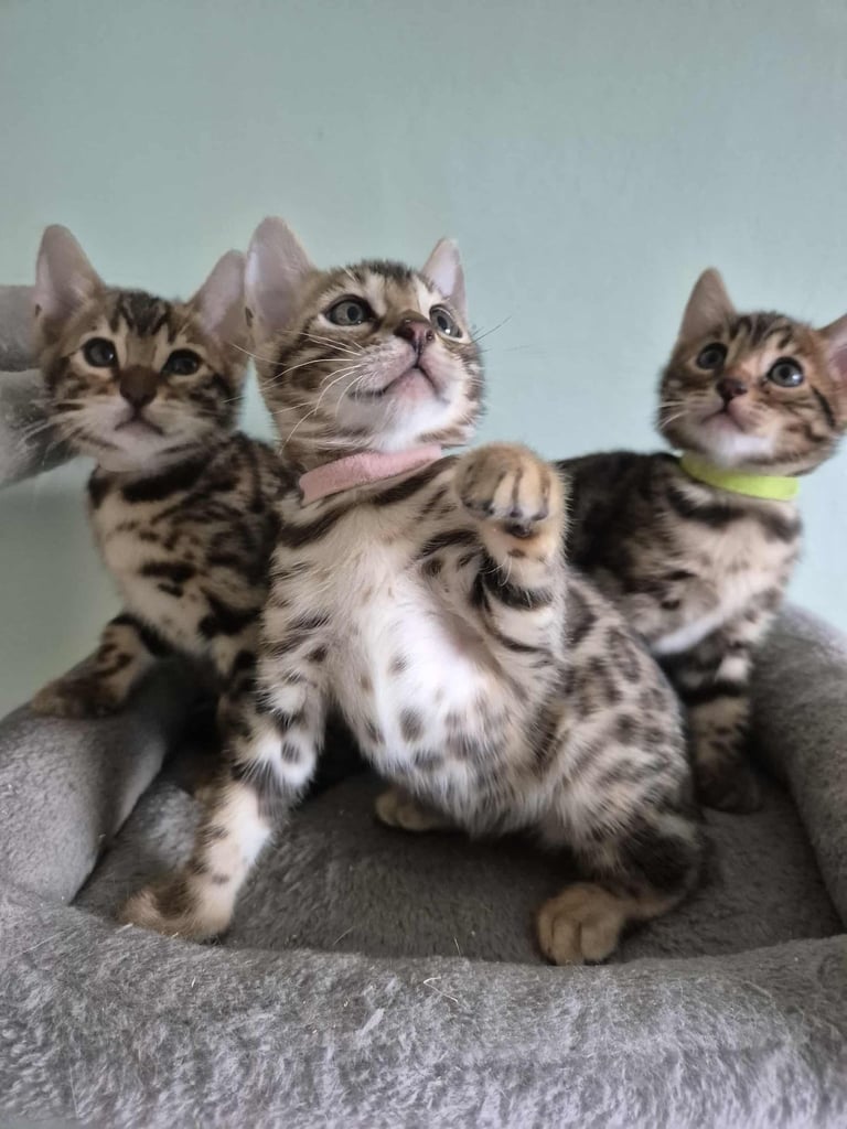 Bengal kittens