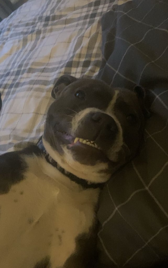 Staffordshire bull terrier 