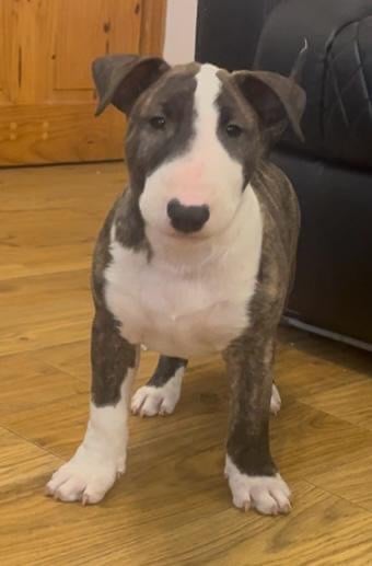 🏴󠁧󠁢󠁥󠁮󠁧󠁿 English Bull Terrier Puppies 🏴󠁧󠁢󠁥󠁮󠁧󠁿 