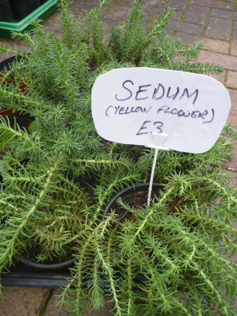 Garden Plants  Pachysandra, Campanula, Heuchera Palm Penstemon Grass Hellebore Hibiscus Fig  etc