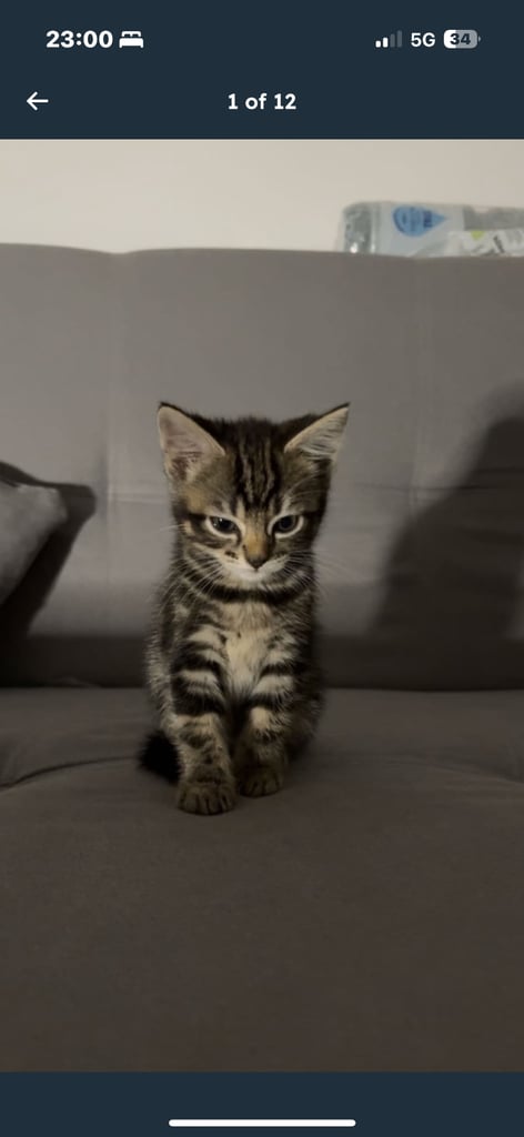 Tabby Kitten