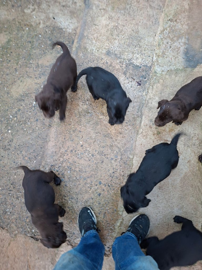 image for Labrador pups for sale