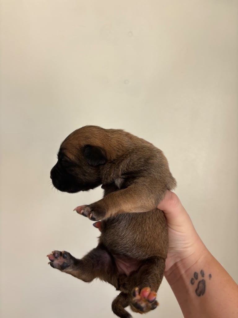 Bull-Herder for sale | 6 boys | 4 Girls