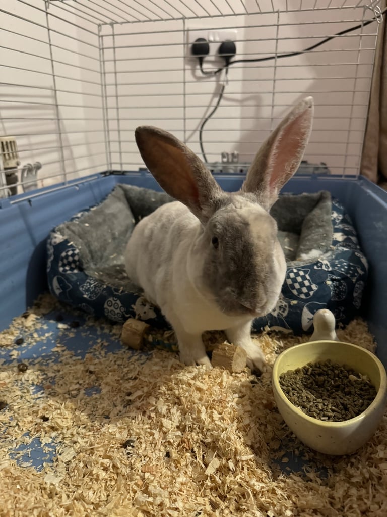Rex male rabbit for sale