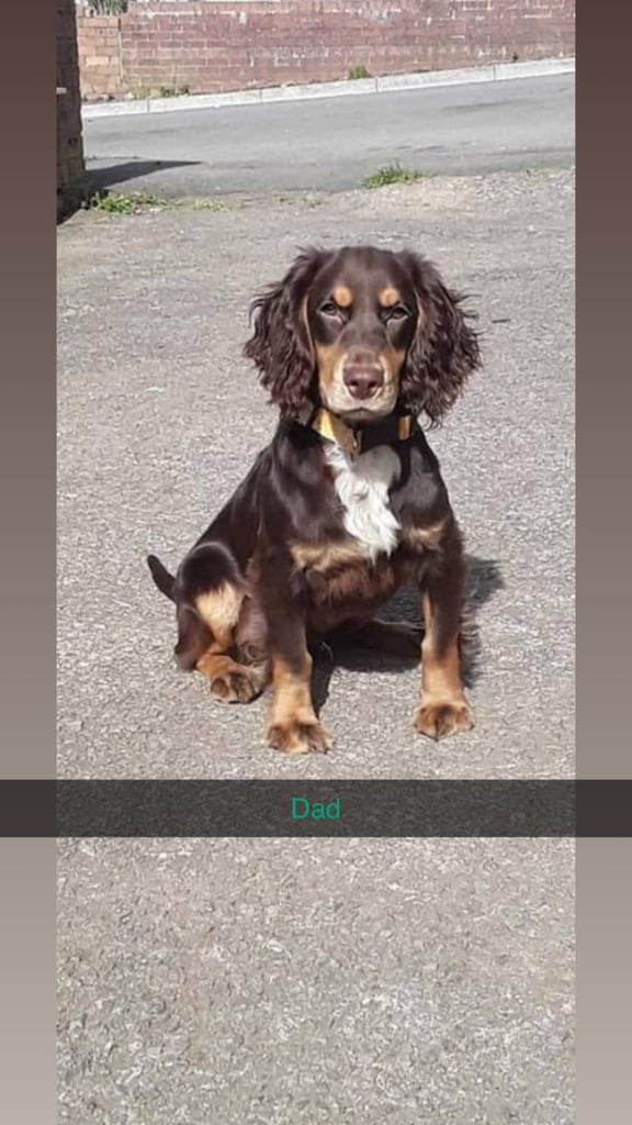 3 chocolate cocker spaniel puppies 