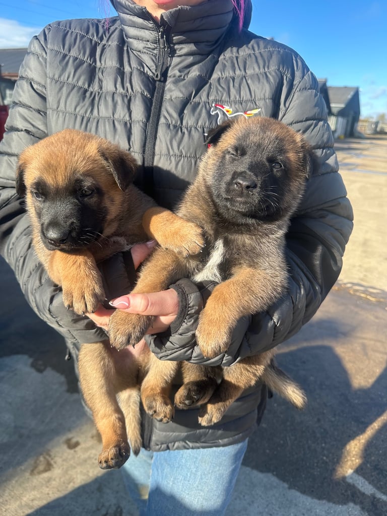 🐾🐾Belgium Malinios pups🐾🐾