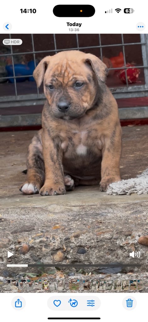 Mastiff x  puppies 