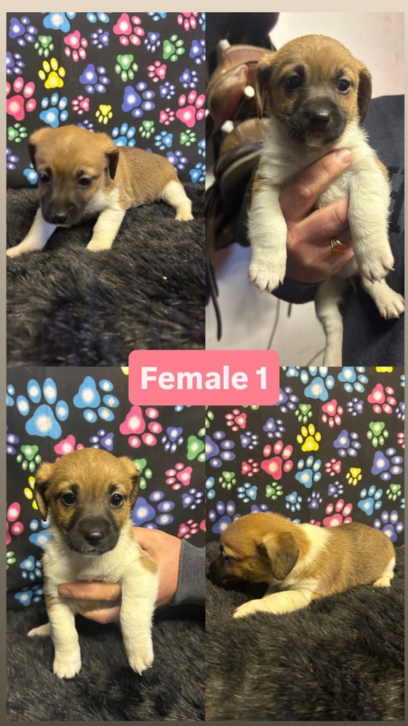 Purebred miniature jack Russel pups