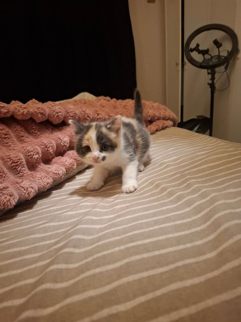 Kitten all sold pending collection 