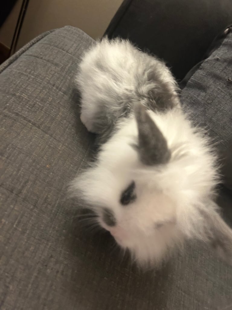 1 girl left Mini lion lops bunnies 