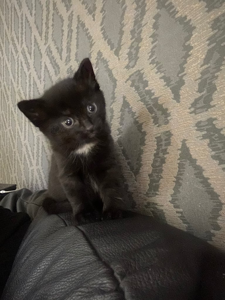 Male kitten