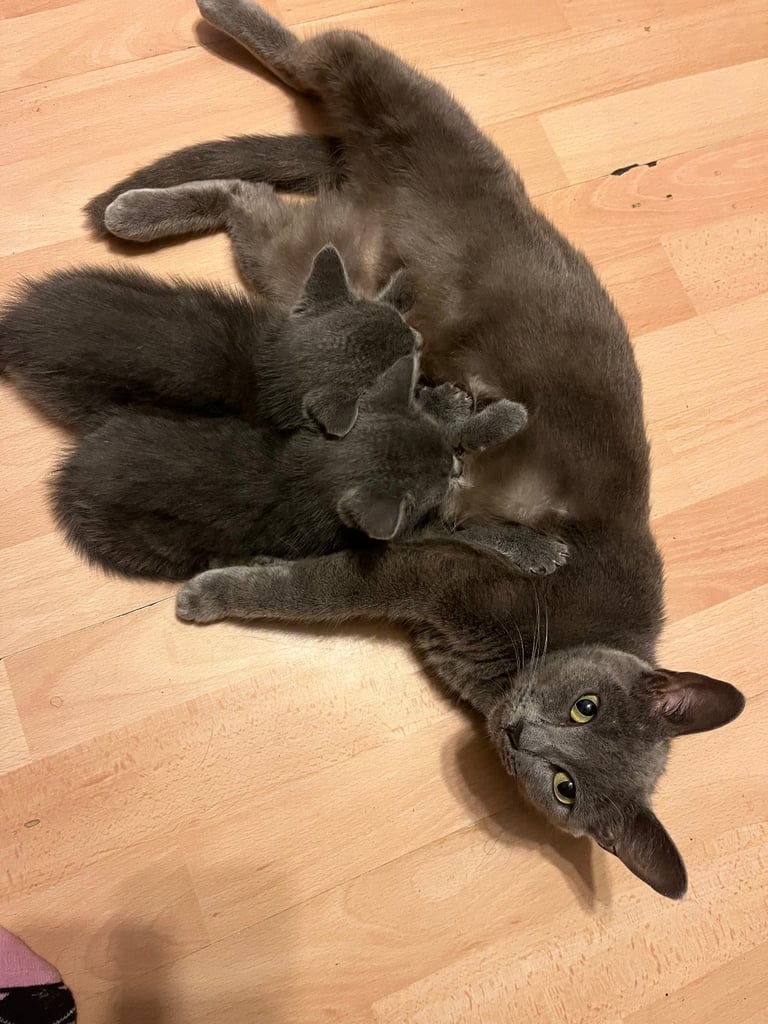 Selling Russian Blue kittens 