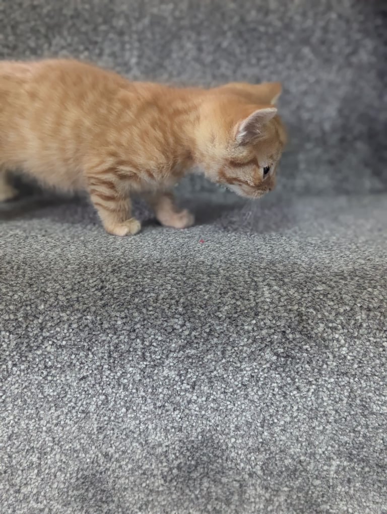 Two lovely ginger kittens 