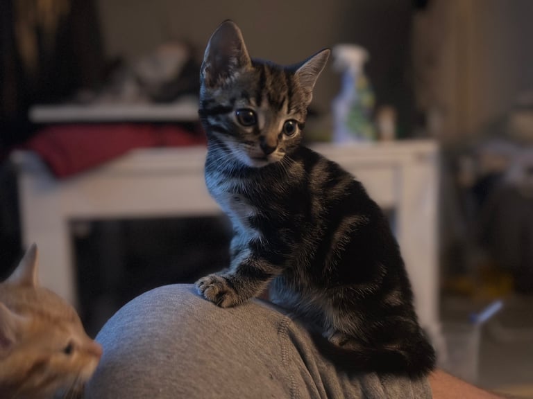 Bengal X Kittens 