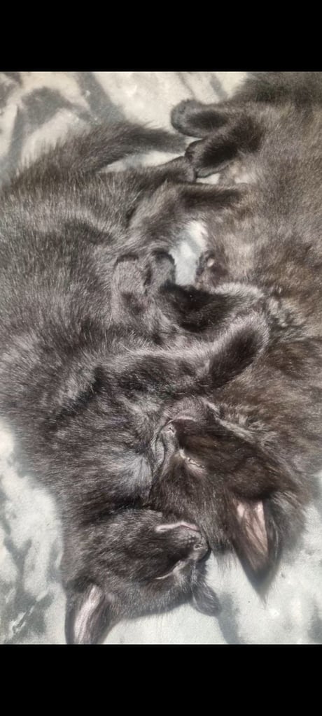 2 x Male Persion & Tabby fluffy mixed kittens (i x short haird ans 1 x long haired) £150