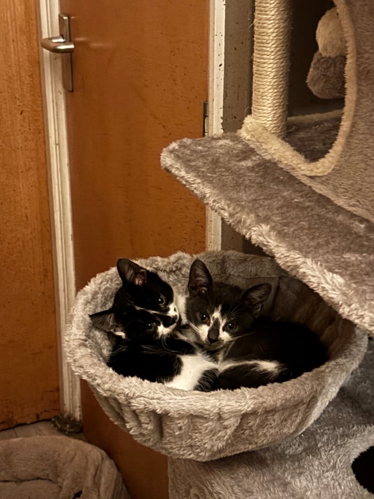 Two kittens 