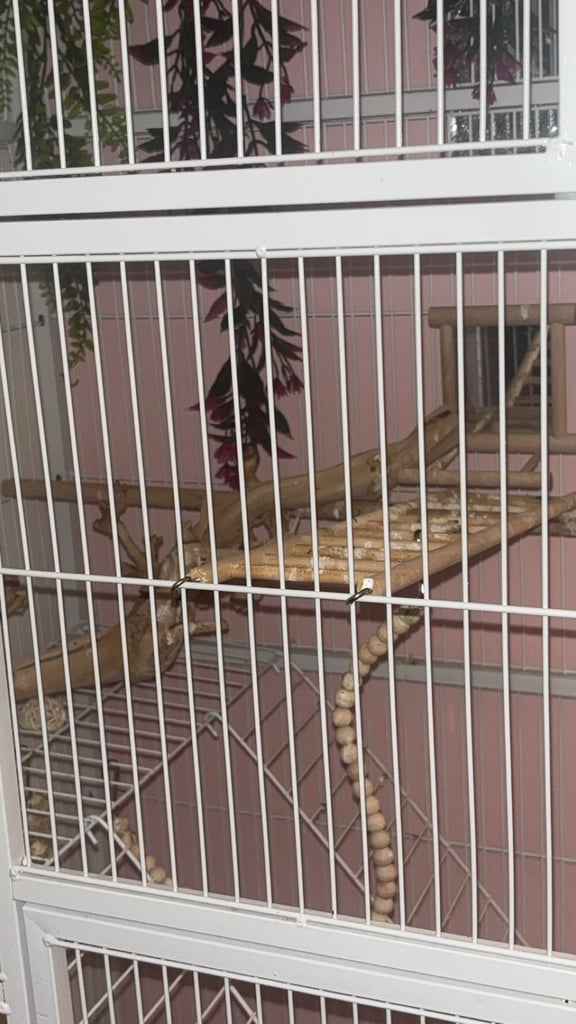 Male and female zebra finches with huge enclosure 