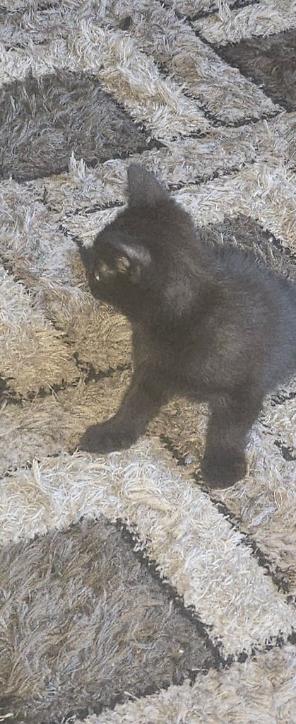 image for male kitten