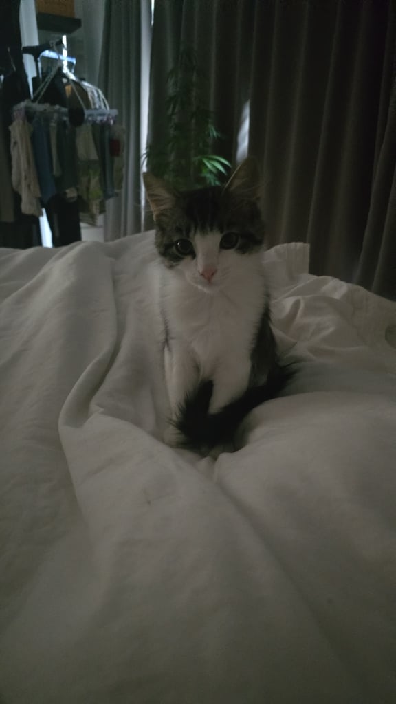 Male British long hair / Maine coon 6 month old - neutered, jabbed etc 