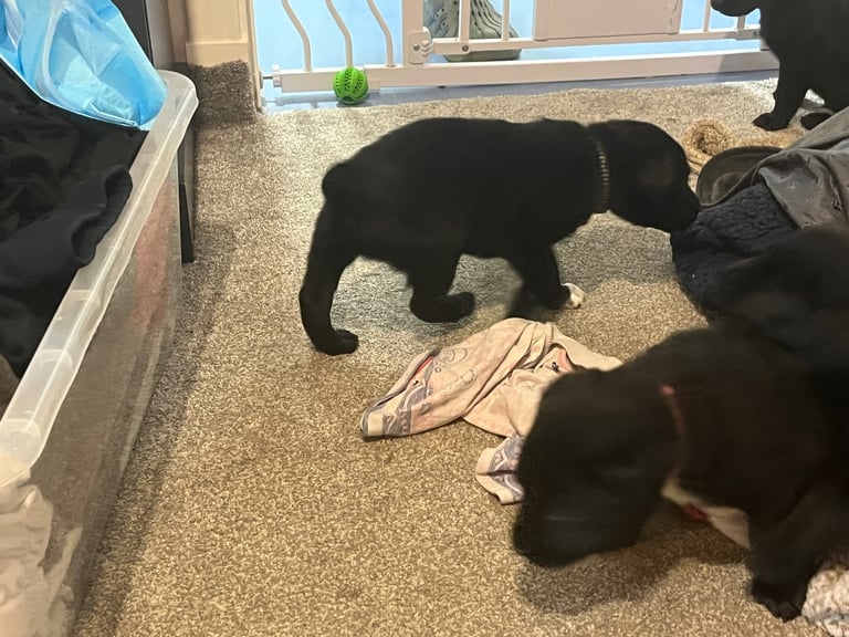 Lab cross dobe puppies