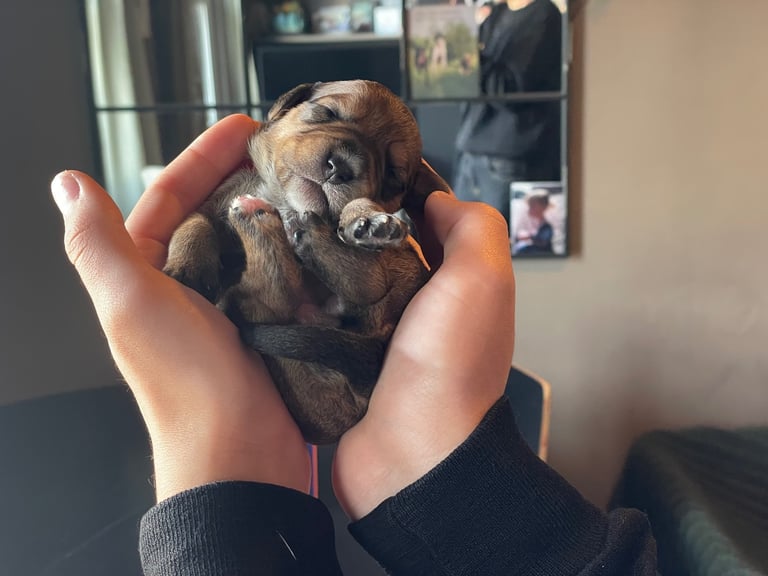Four week old puppies