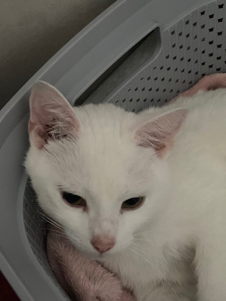 Pair of bonded white cats 