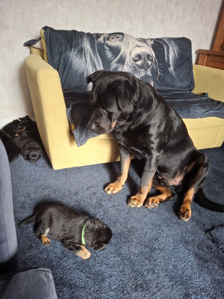 Gorgeous Rottweiler St Bernard Black Labrador mix