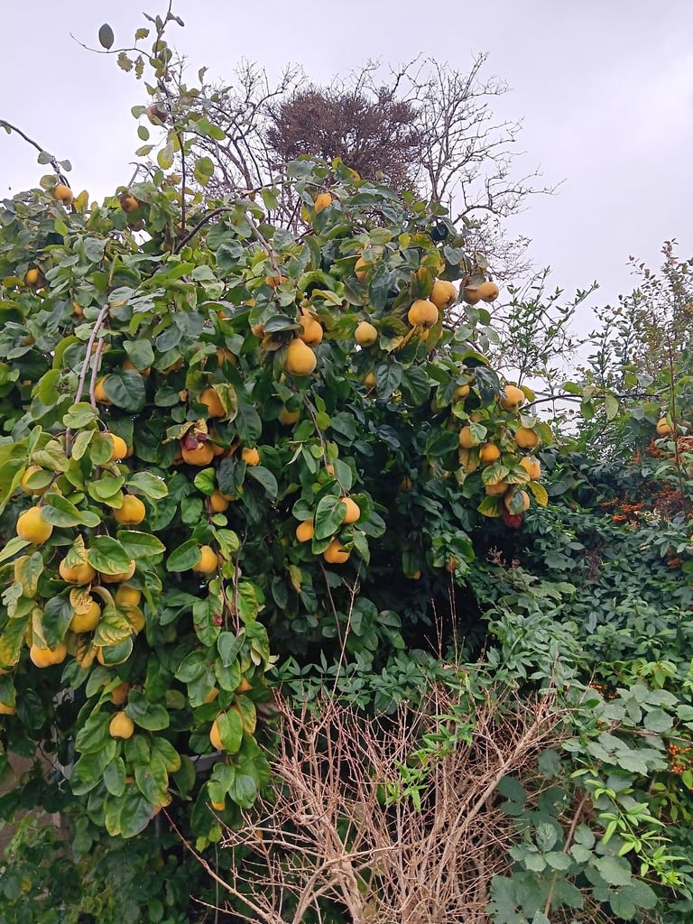 Quince crop ready to pick