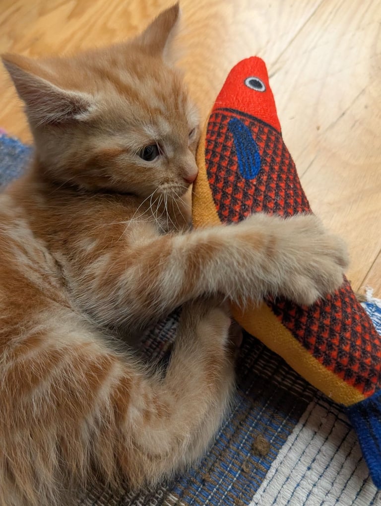 Adorable kittens looking for new homes