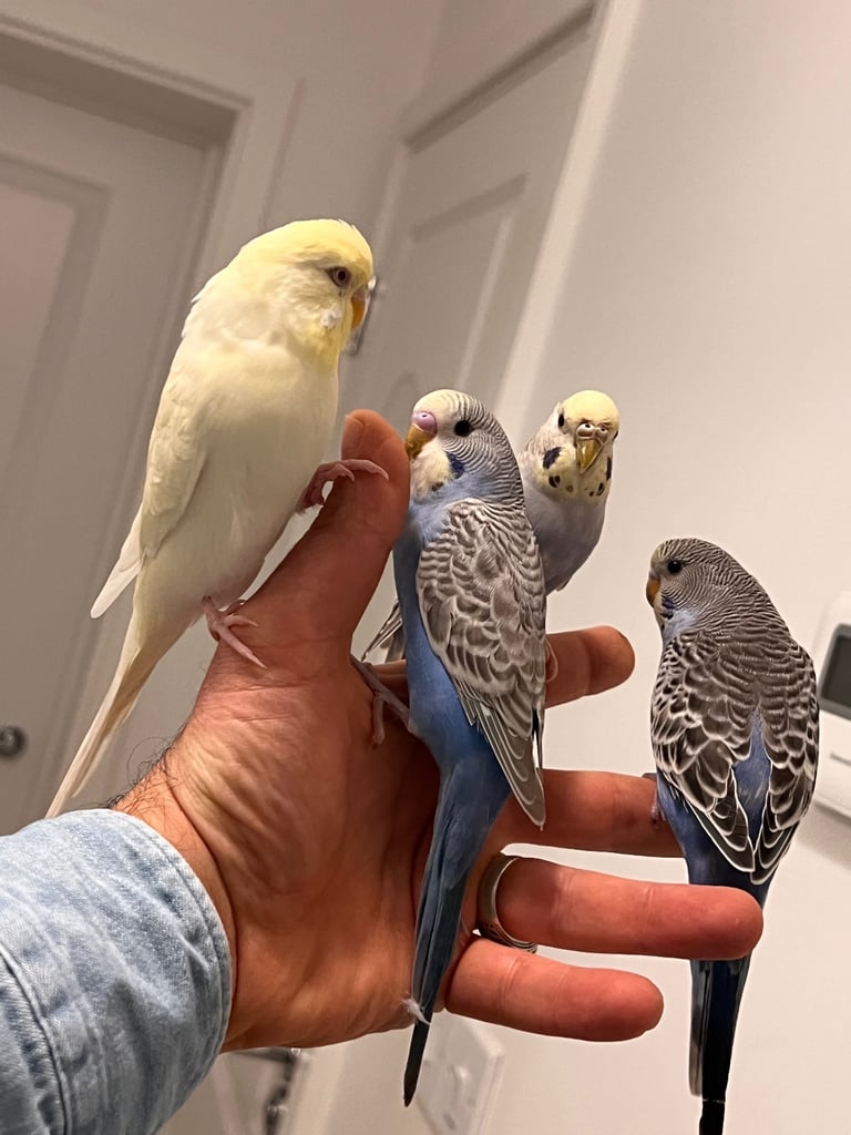 Budgies and cocktail for sale