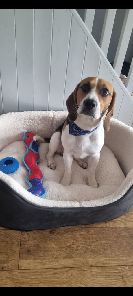 5 year old beagle