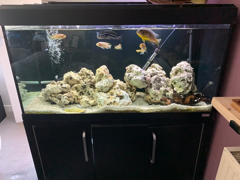 Fish tank with Mbuna