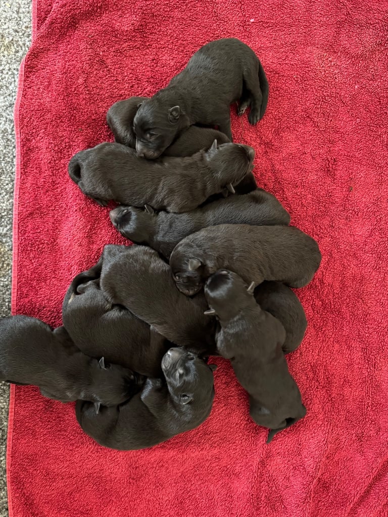 German shepherd puppies 