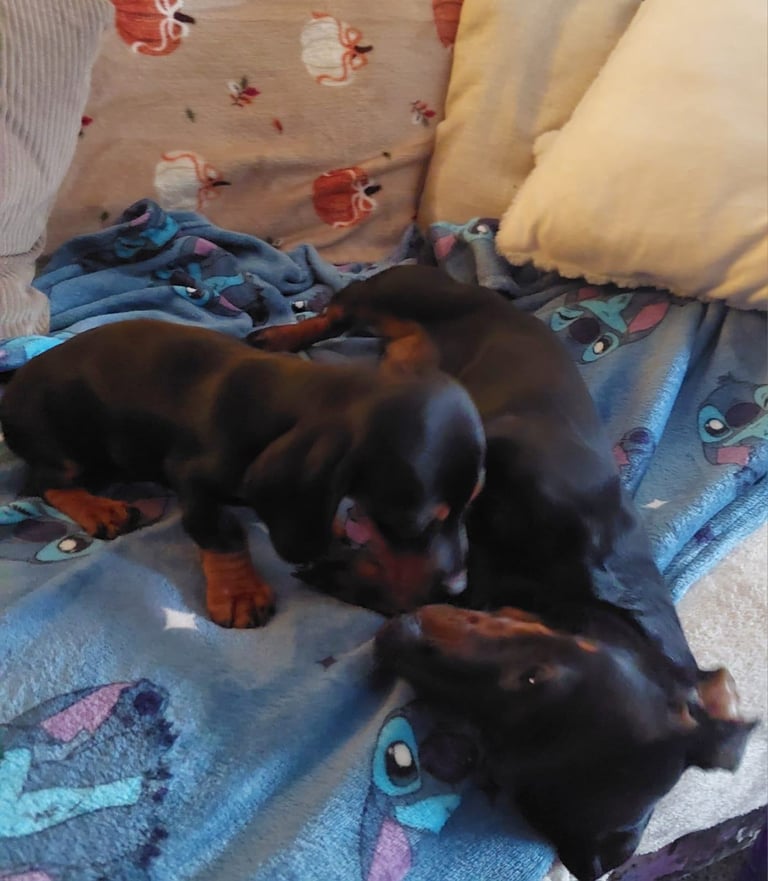 Dachshund pup
