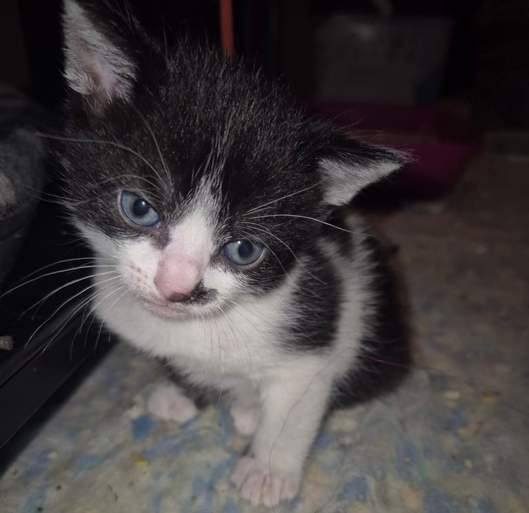 image for Beautiful kittens ready to go