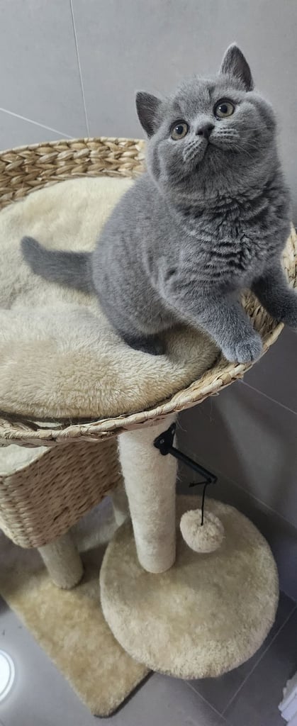 British shorthire kittens 