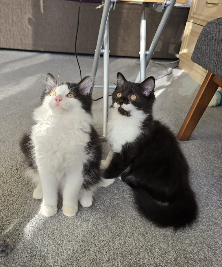 British Long Hair Kittens