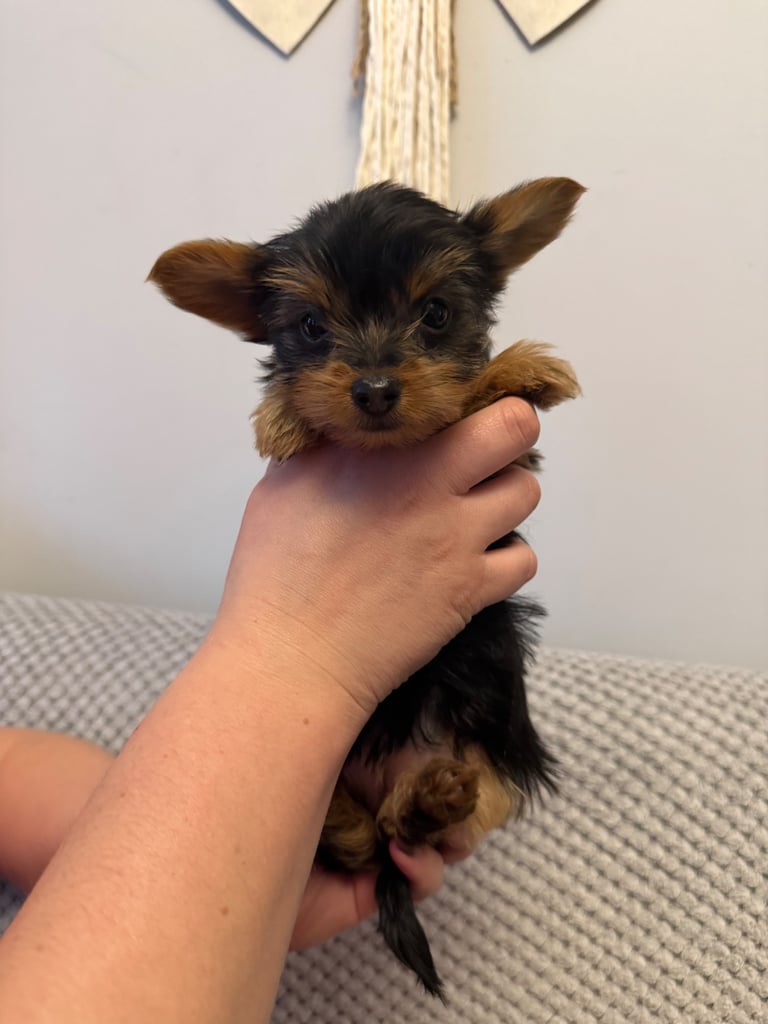 Stunning Yorkshire Terriers for sale
