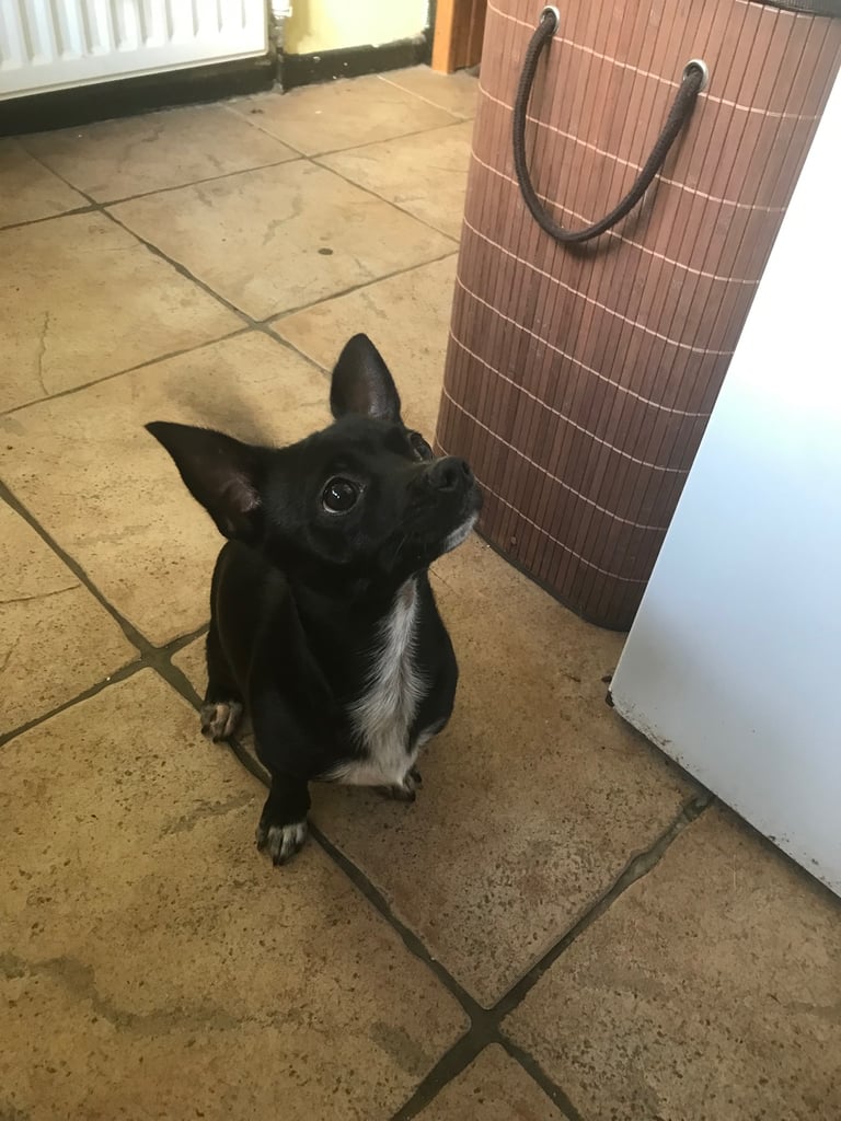 Rare Chi Chi Puppies