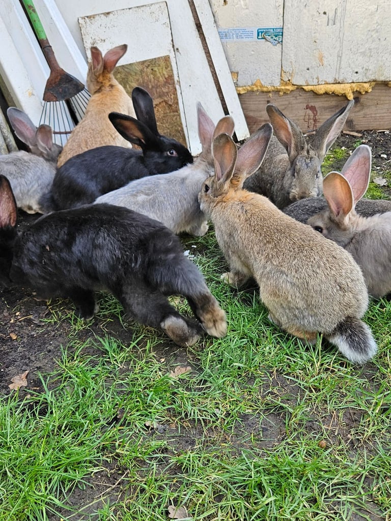 Rabbits 